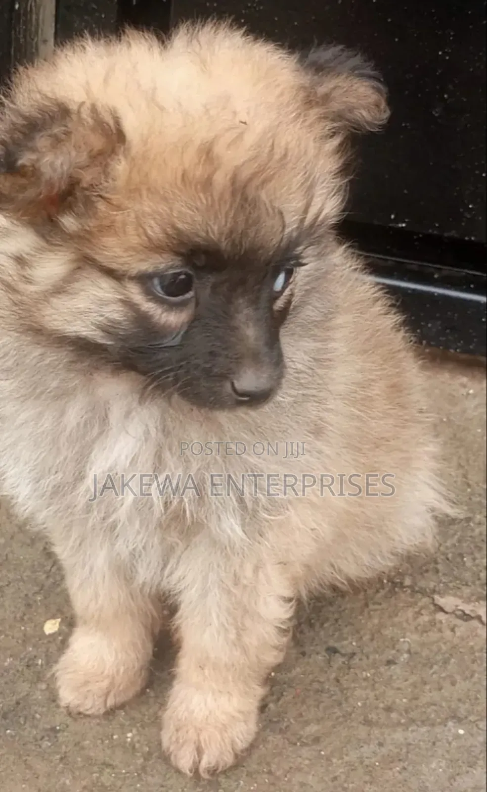 1-3 months Male Purebred Havanese