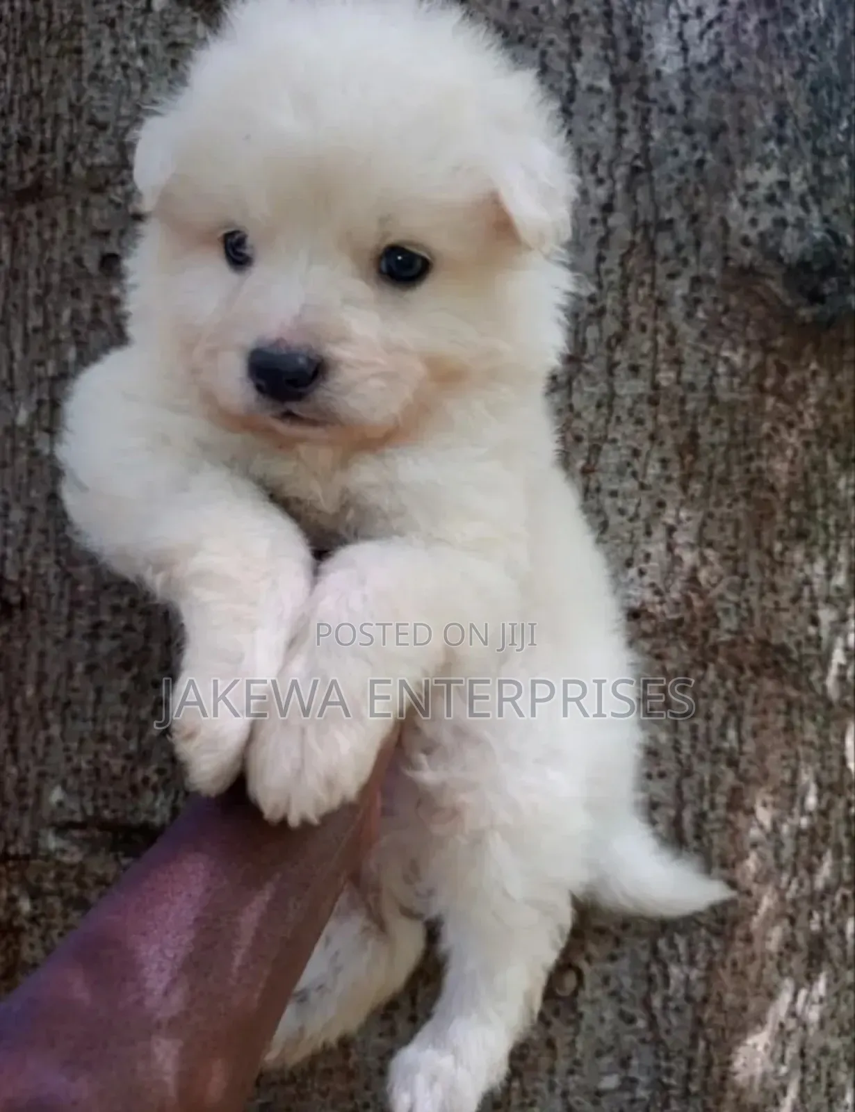 1-3 months Female Purebred Havanese