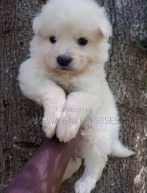 1-3 months Female Purebred Havanese
