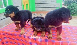 1-3 months Male Purebred Rottweiler - main view