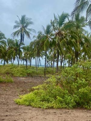 1/4 Acre Second Row Beach Plot. - thumbnail 2