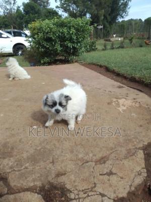 1-3 months Female Purebred Japanese Spitz