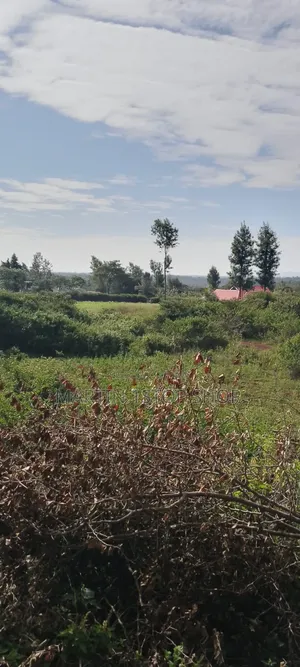 Nyaribo, Kamatongu Nyeri