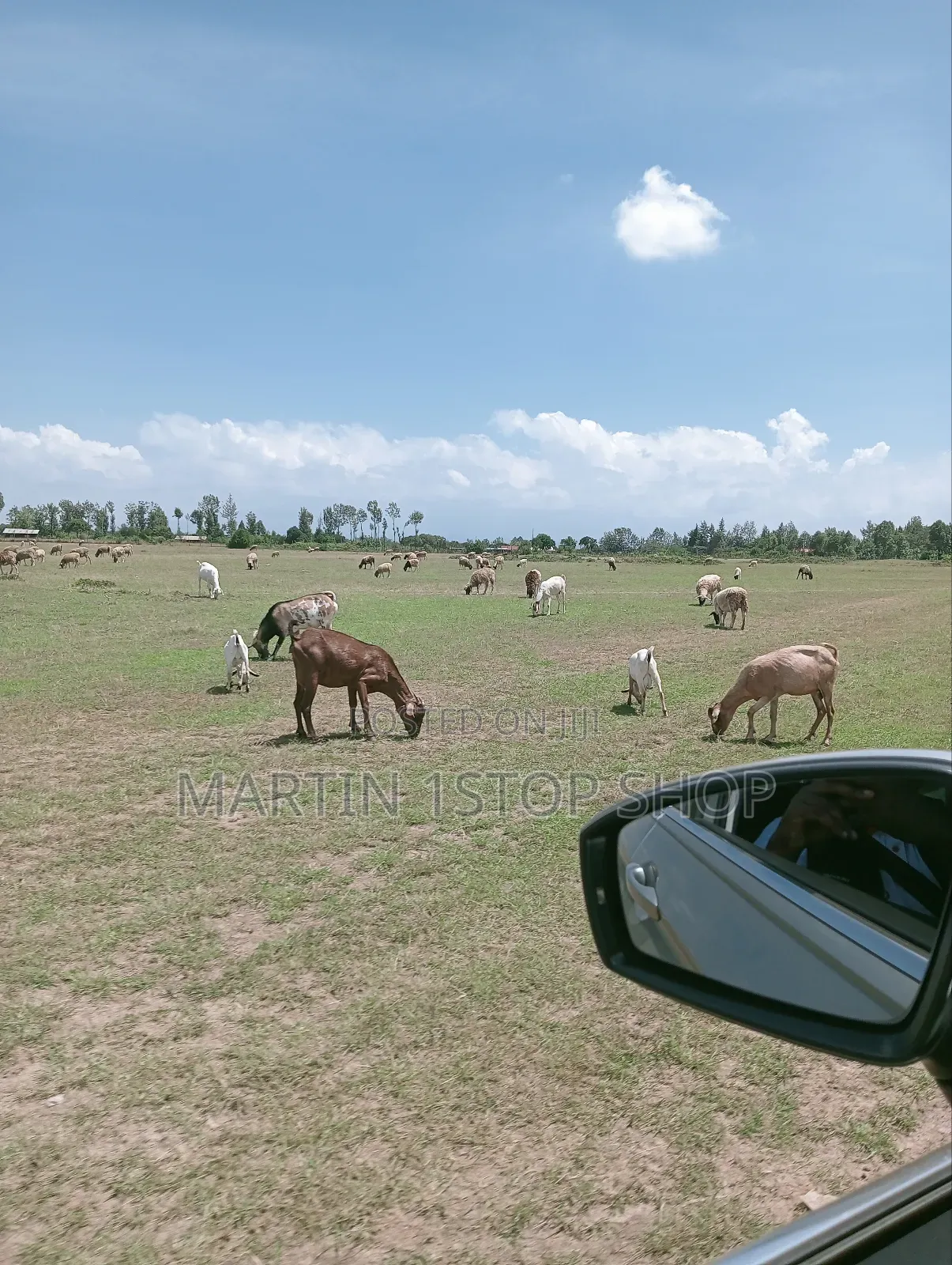 Nyaribo, Kamatongu Nyeri