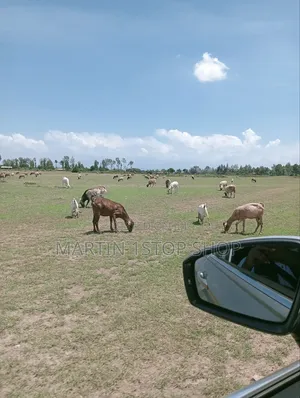 Nyaribo, Kamatongu Nyeri