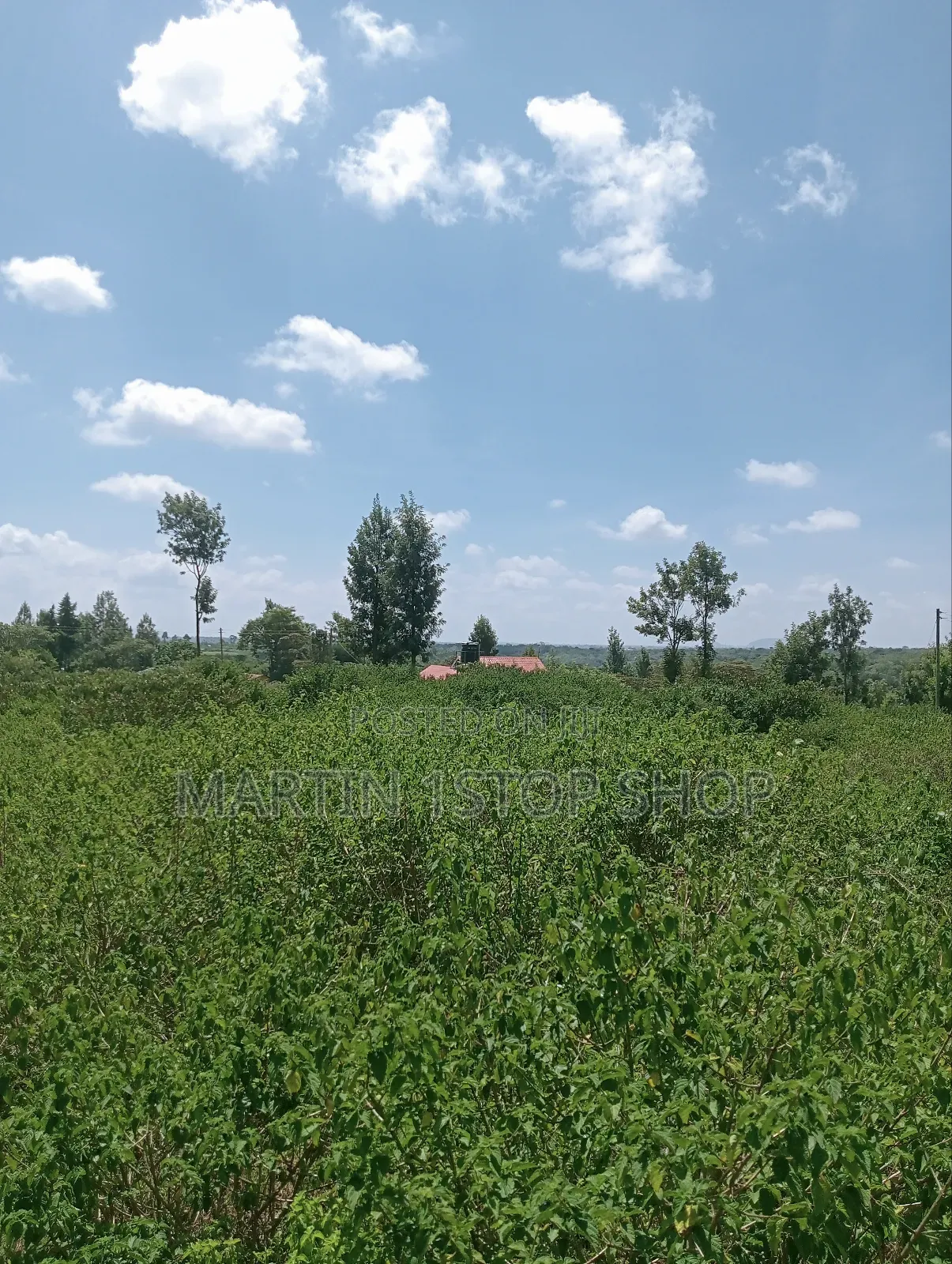 Nyaribo, Kamatongu Nyeri