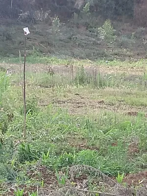 Plots for Sale Near Tilisi Developments