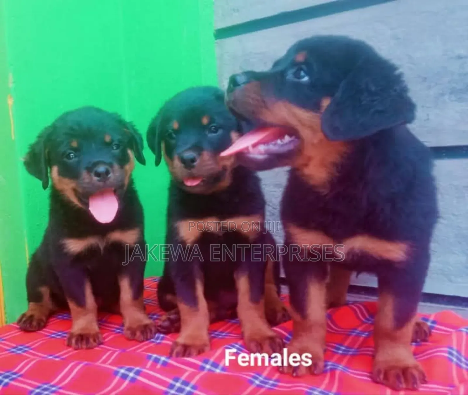 1-3 months Female Purebred Rottweiler