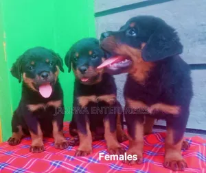 1-3 months Female Purebred Rottweiler