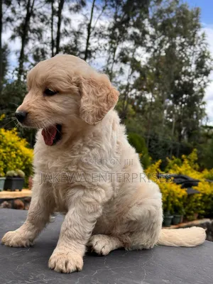 1-3 months Male Purebred Golden Retriever