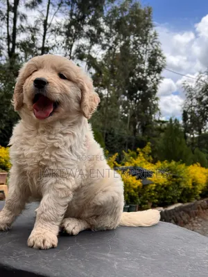 1-3 months Male Purebred Golden Retriever