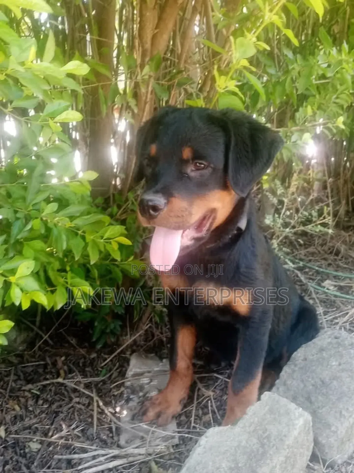 1-3 months Female Purebred Rottweiler