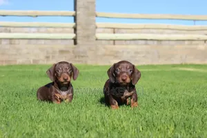 1-3 months Male Purebred Dachshund