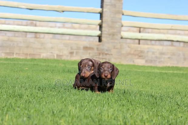 1-3 months Male Purebred Dachshund - main view