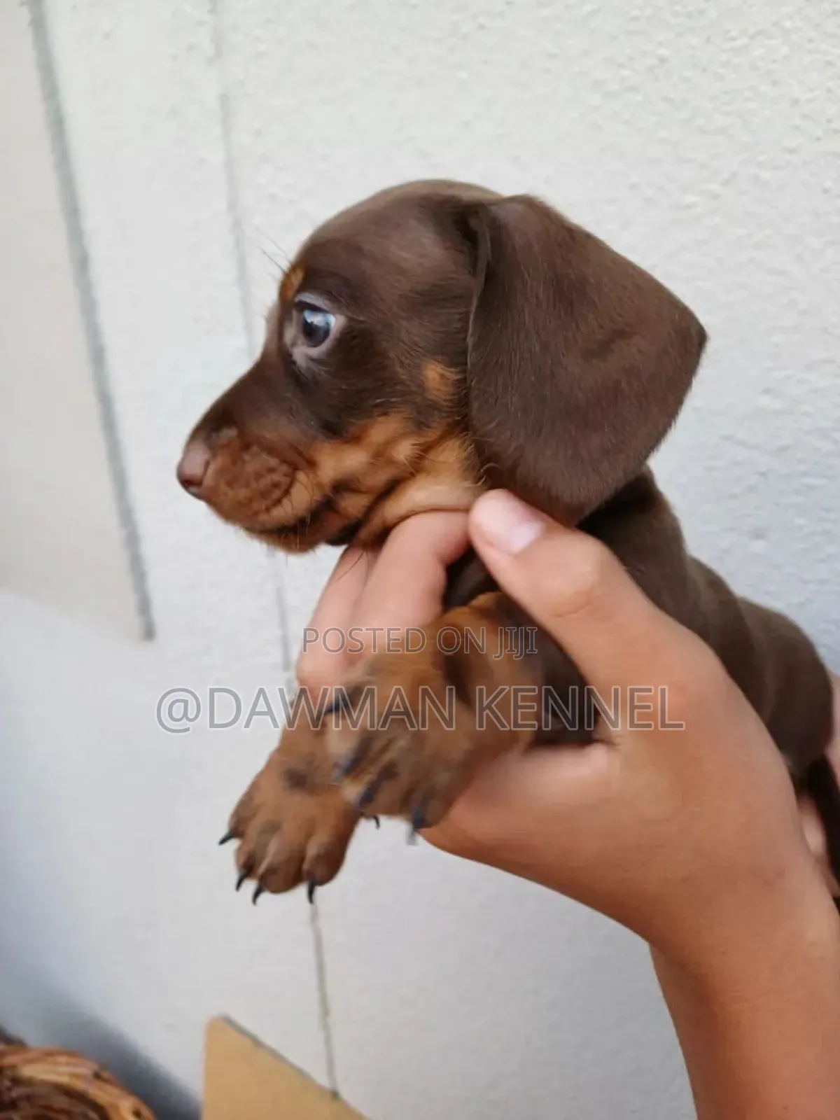 1-3 months Male Purebred Dachshund