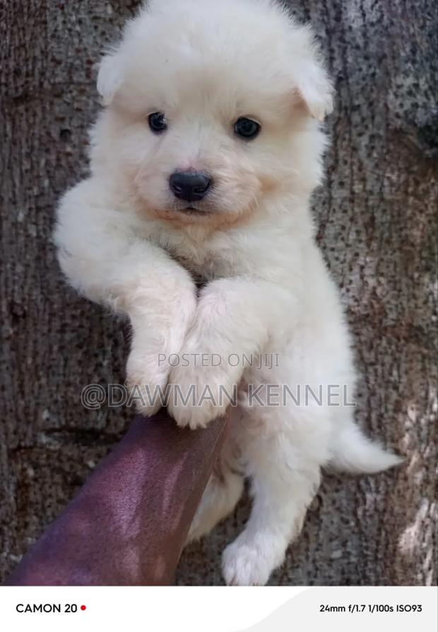 1-3 months Male Purebred Maltese - main view
