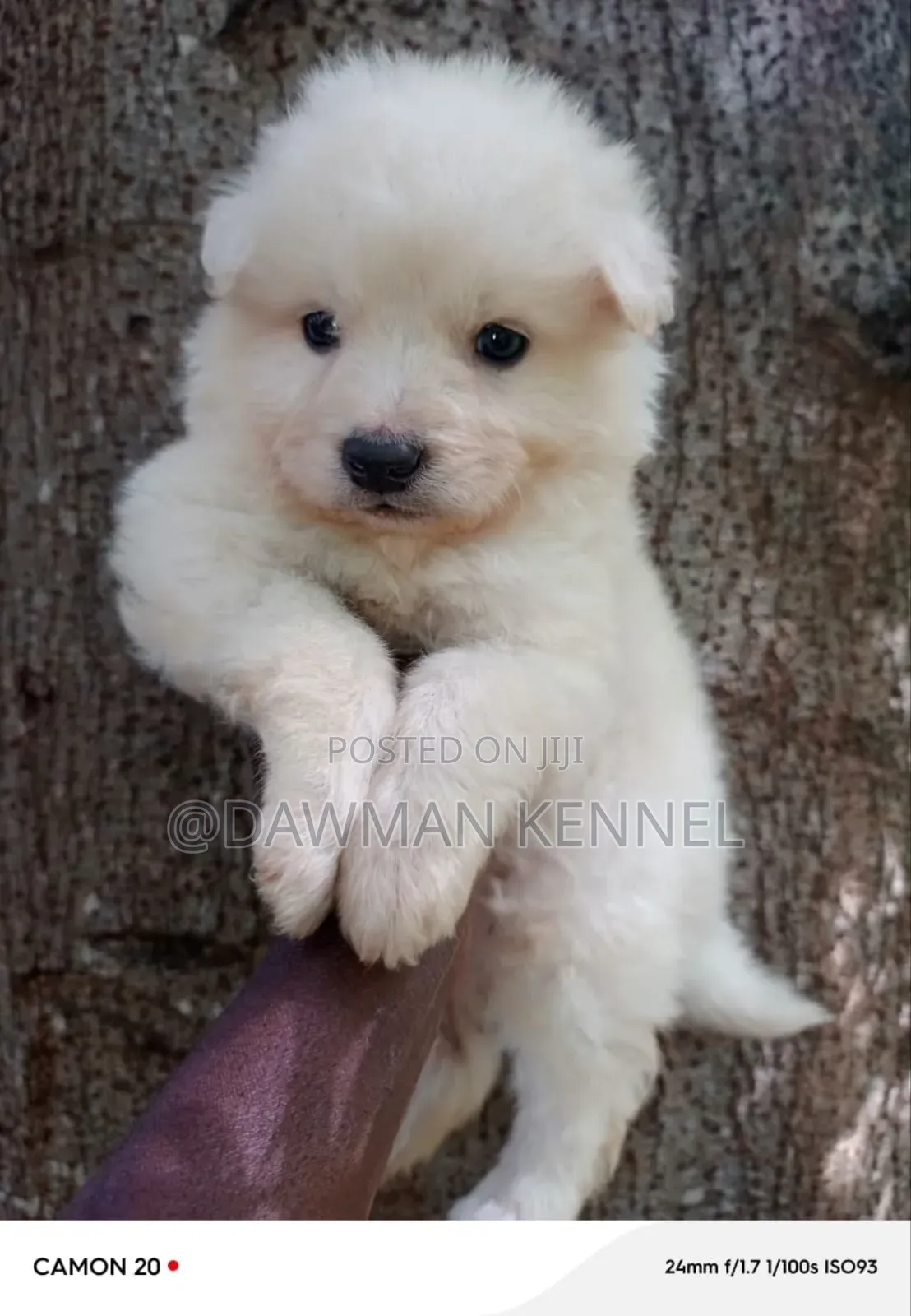 1-3 months Male Purebred Maltese