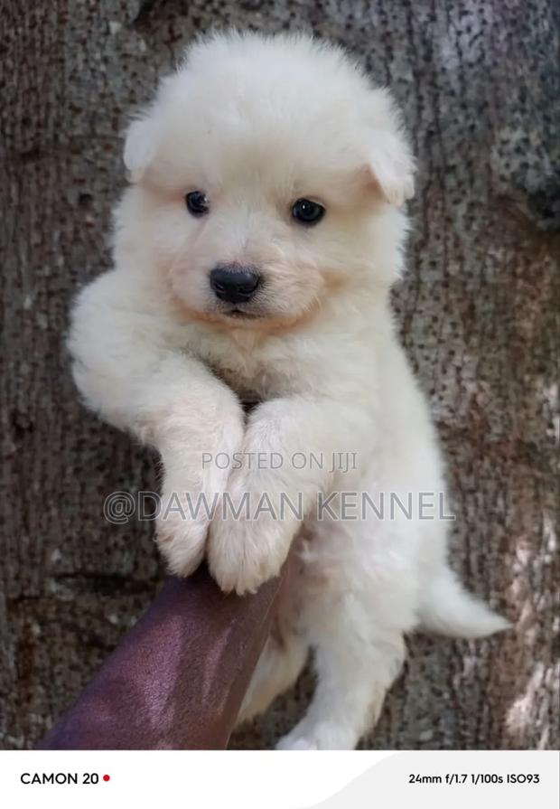 1-3 months Male Purebred Maltese - thumbnail 2
