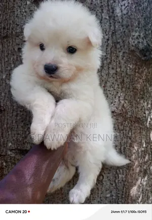1-3 months Male Purebred Maltese