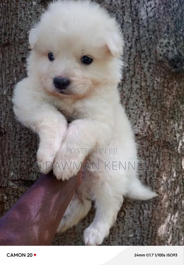 1-3 months Male Purebred Maltese - thumbnail 3