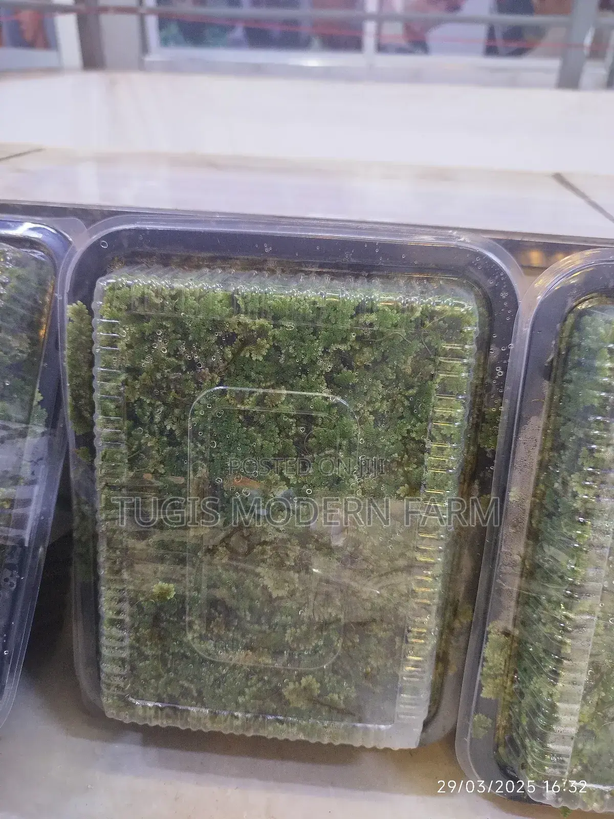 Azolla Seeds - 2000ml