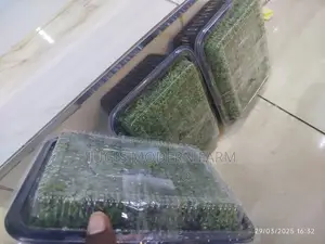 Azolla Seeds - 2000ml