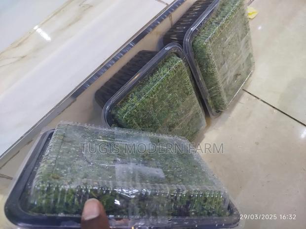 Azolla Seeds - 2000ml - thumbnail 3