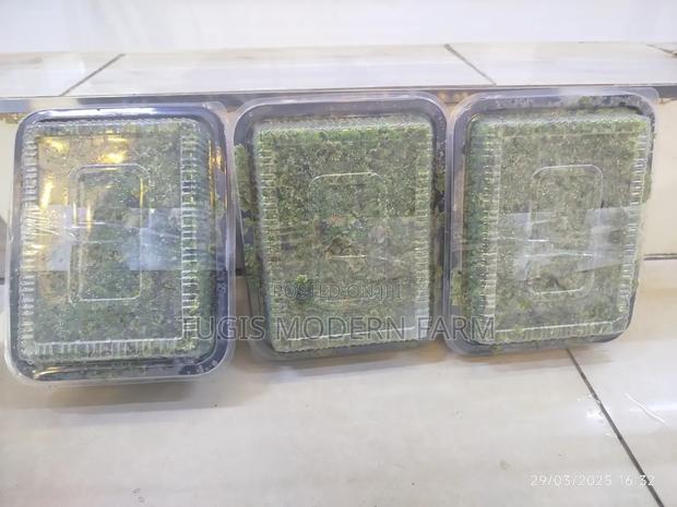 Azolla Seeds - 2000ml - thumbnail 4