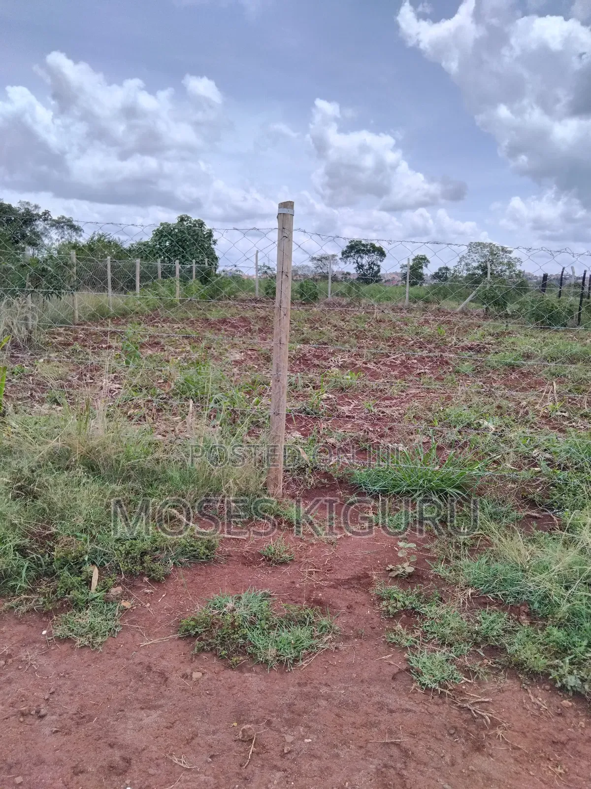 Tola, 50x100 Plots.