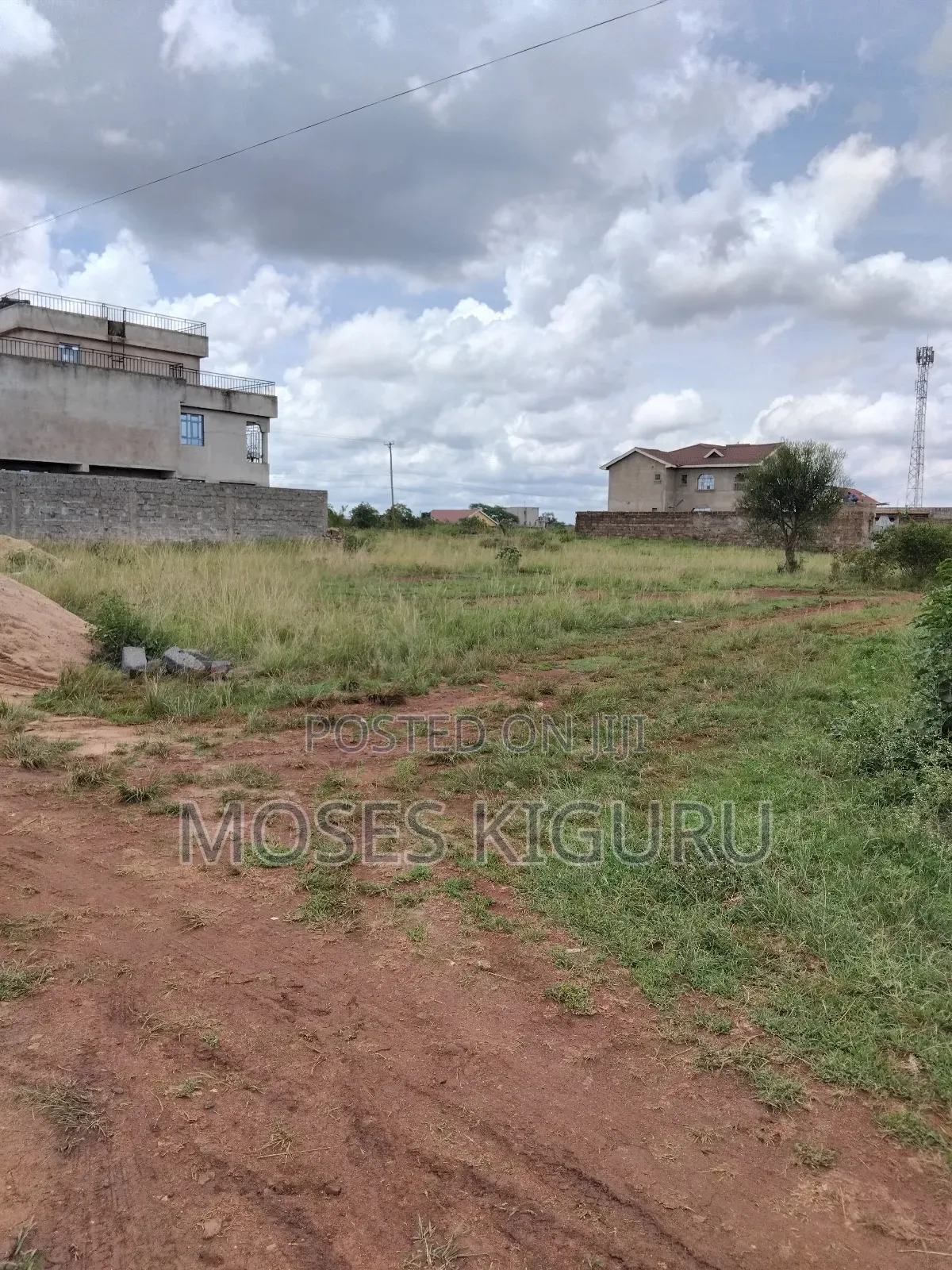 Tola, 50x100 Plots.