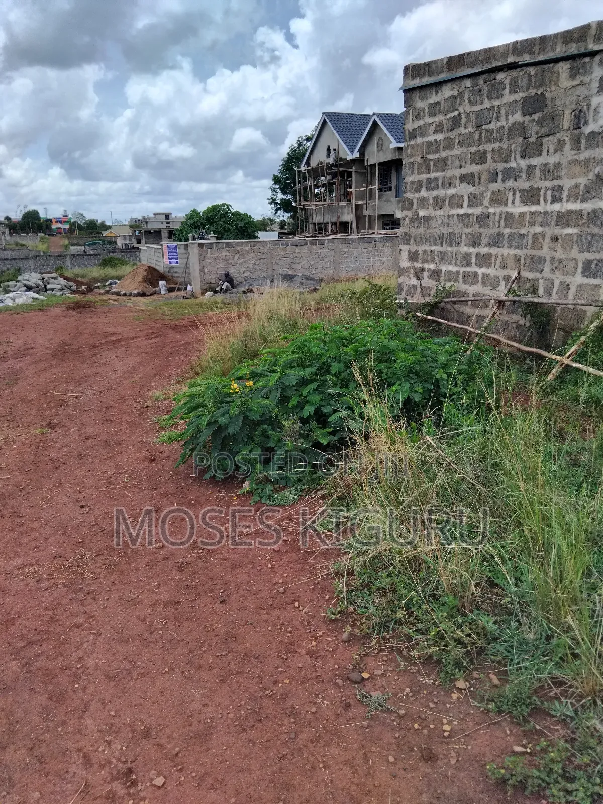 Tola, 50x100 Plots.
