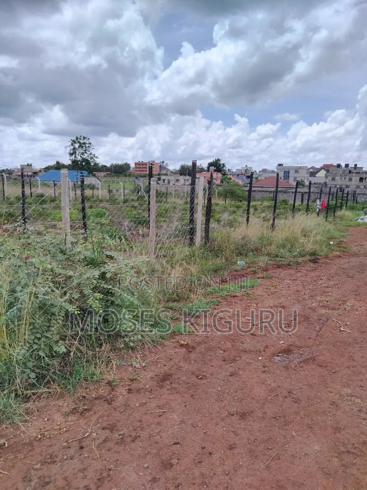 Tola, 50x100 Plots.