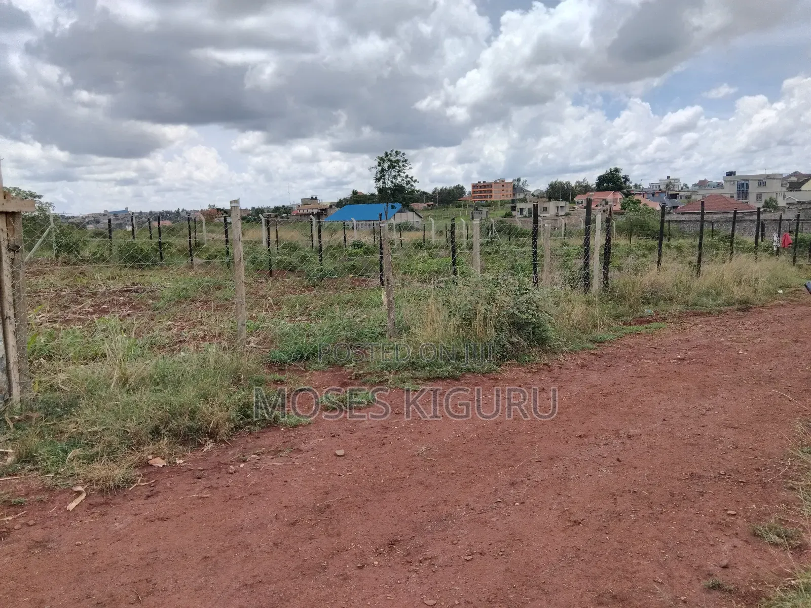 Tola, 50x100 Plots.
