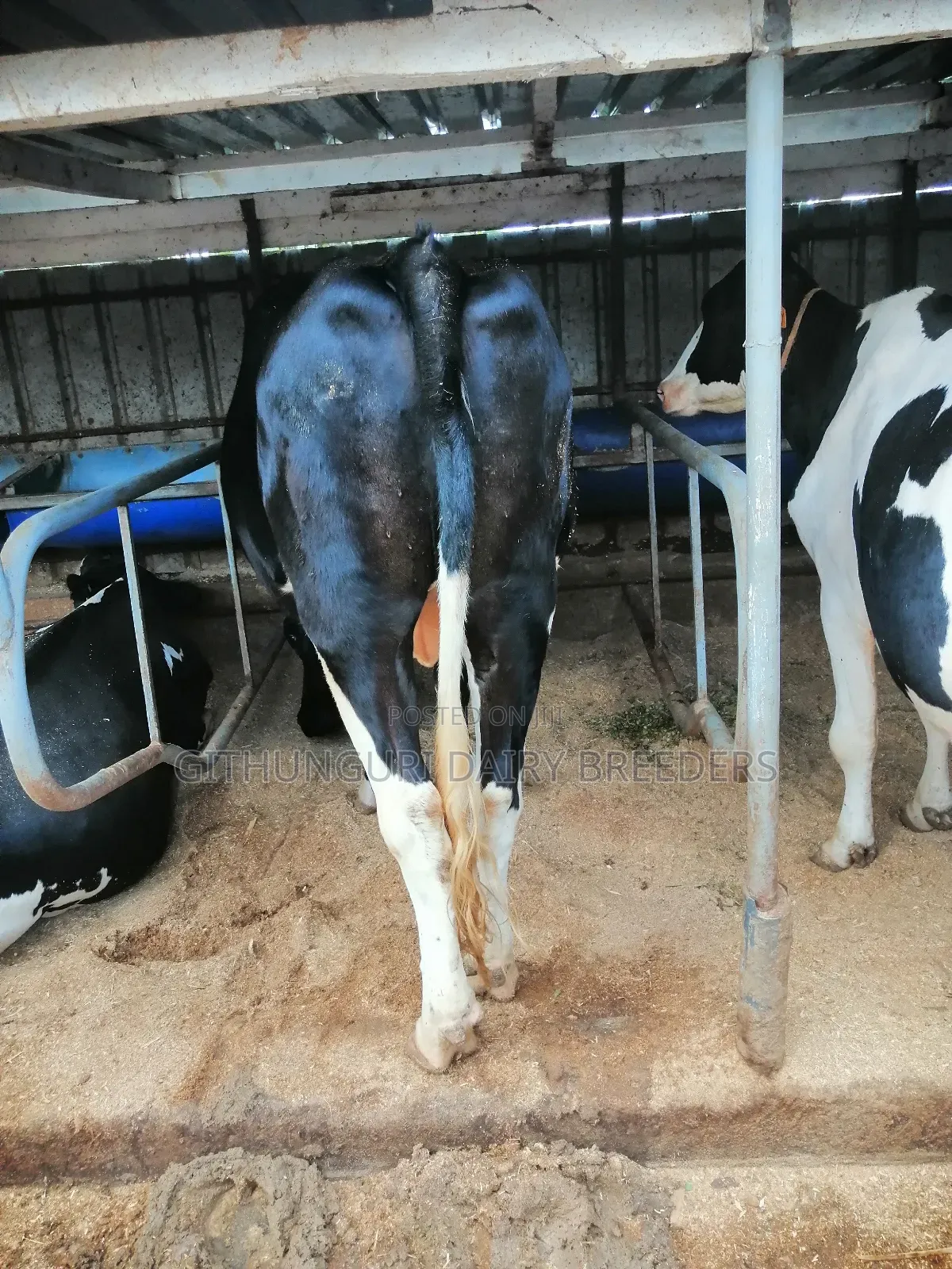Incalf Heifers