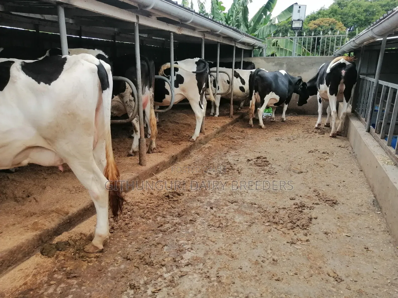 Incalf Heifers