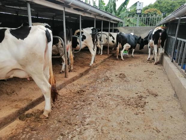 Incalf Heifers - thumbnail 2