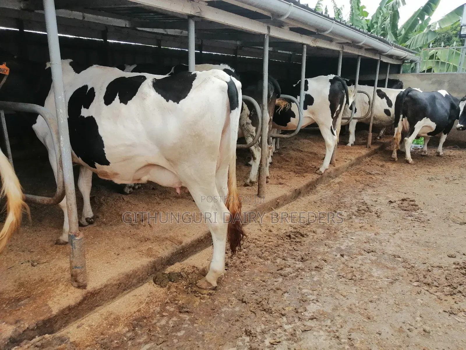 Incalf Heifers