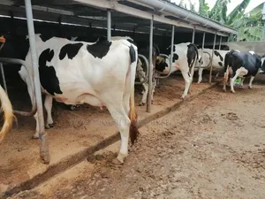 Incalf Heifers