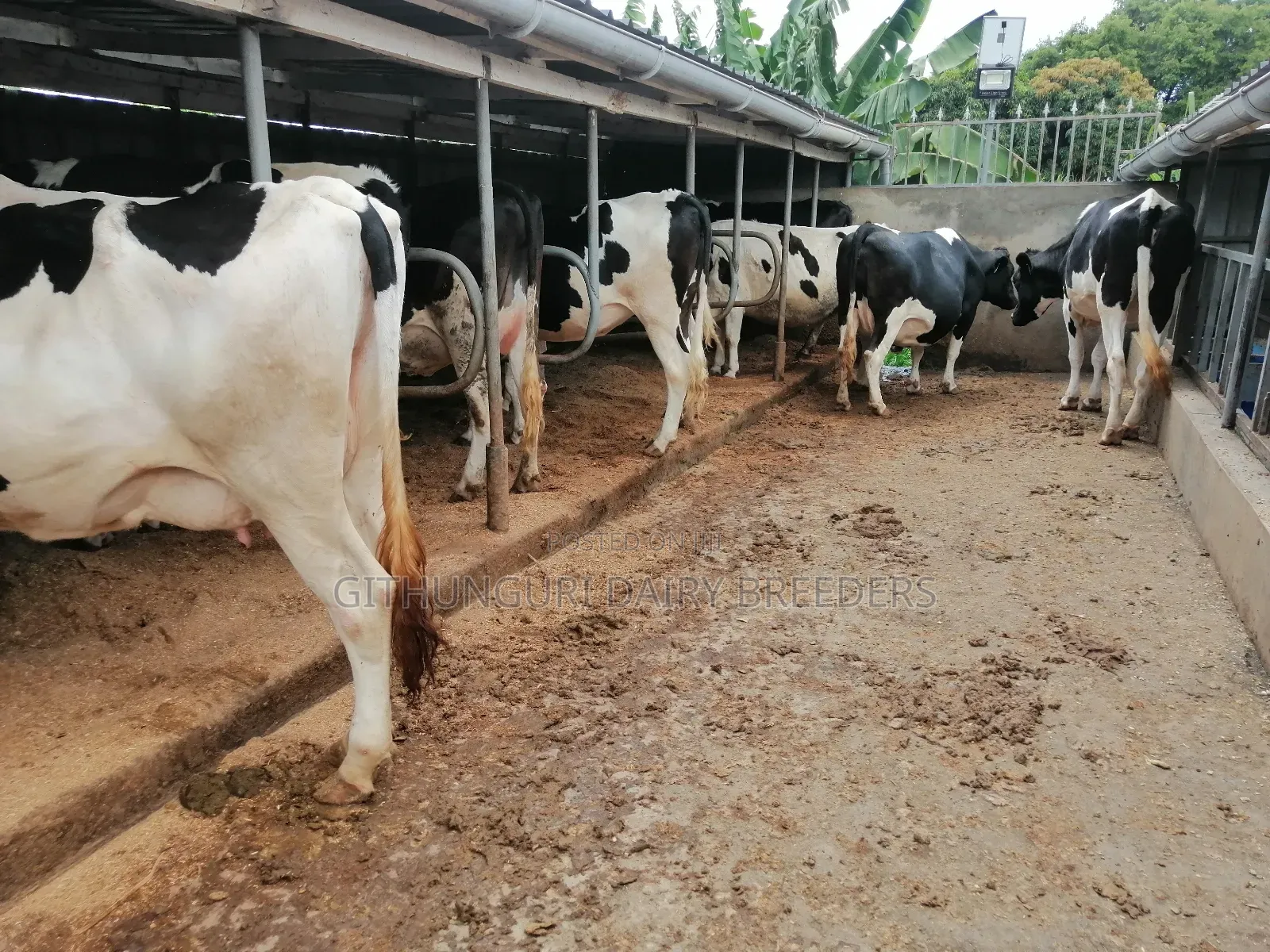 Incalf Heifers