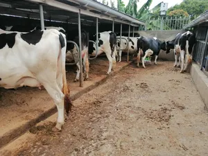 Incalf Heifers