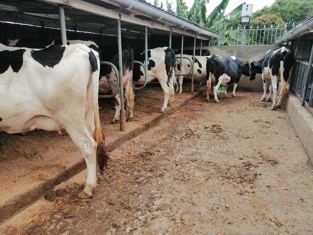 Incalf Heifers - thumbnail 4