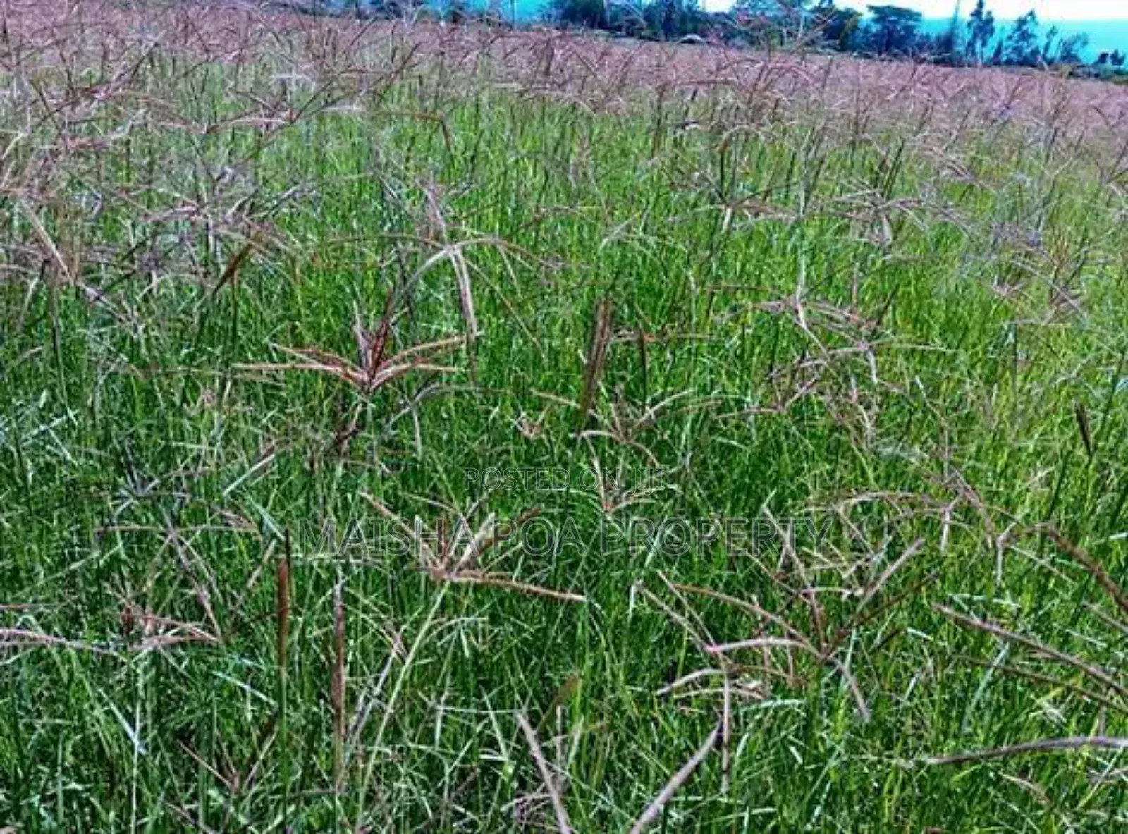 Boma Rhode Grass Seeds