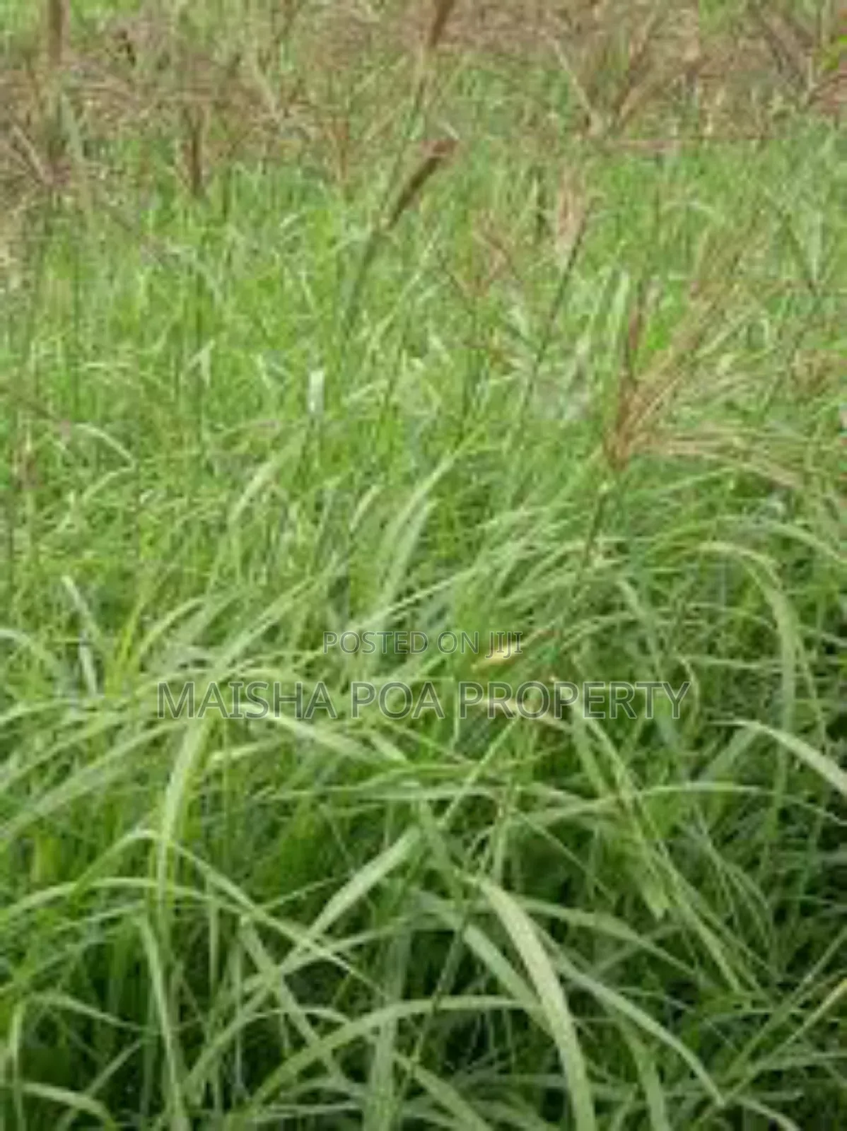 Boma Rhode Grass Seeds