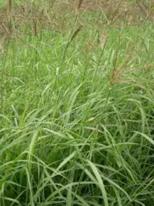 Boma Rhode Grass Seeds