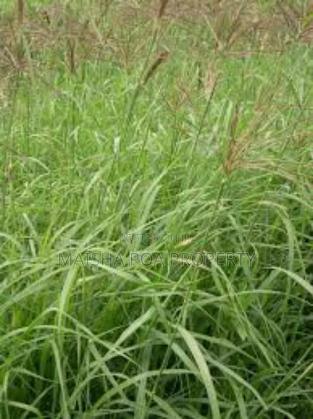 Boma Rhode Grass Seeds - thumbnail 2