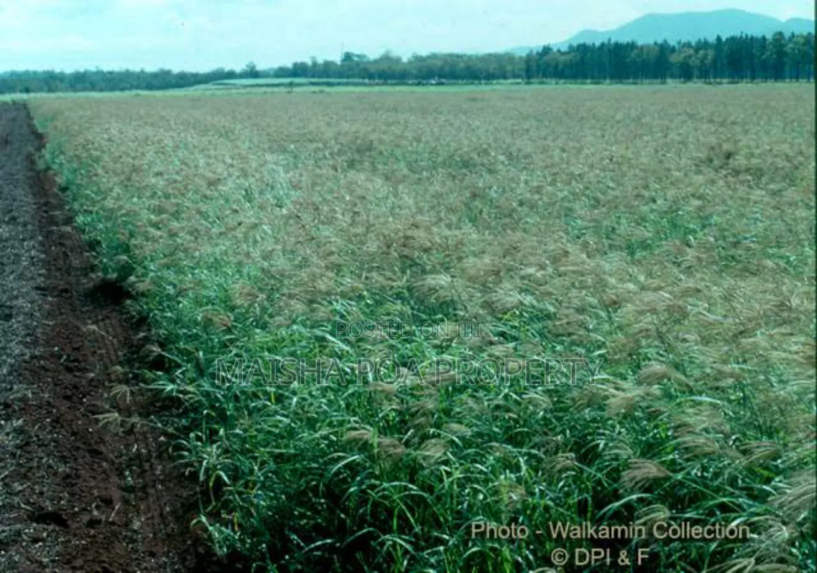 Boma Rhode Grass Seeds