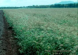 Boma Rhode Grass Seeds
