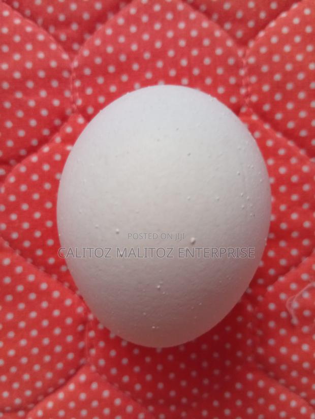 White Leghorn Eggs - thumbnail 8