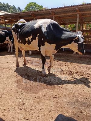 Perdigree High Yielders - thumbnail 2