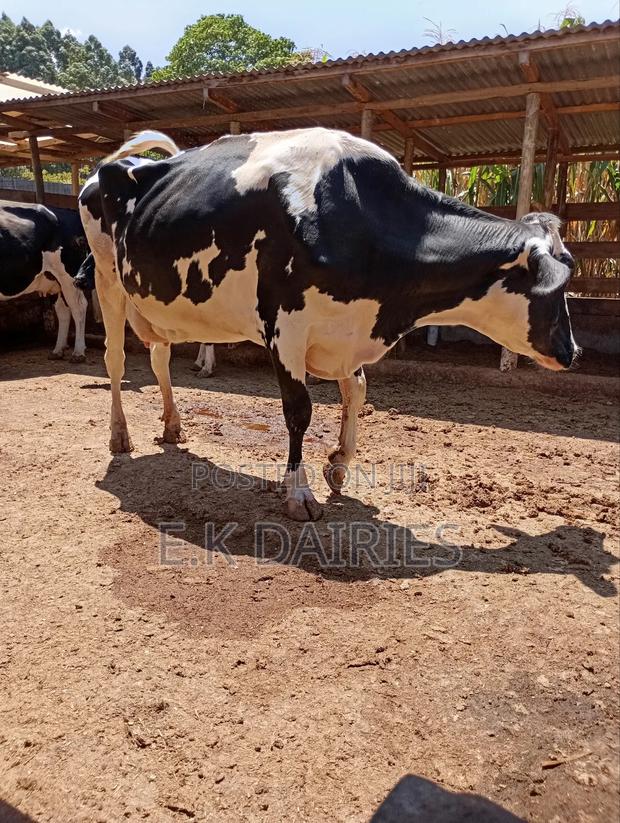 Perdigree High Yielders - main view